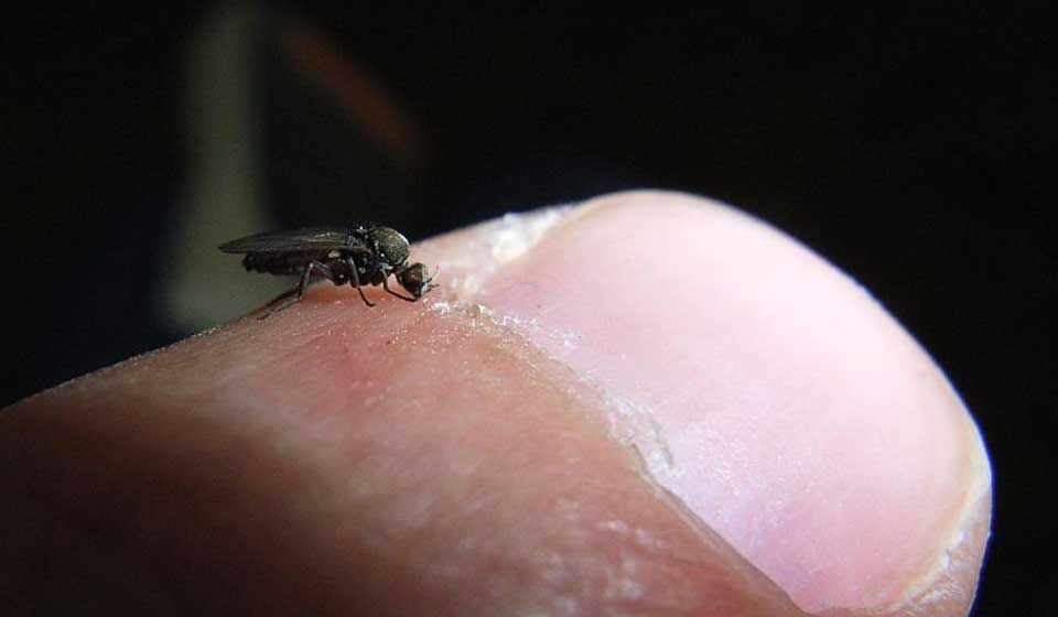 Flies Aerobeam Professional Pest Management