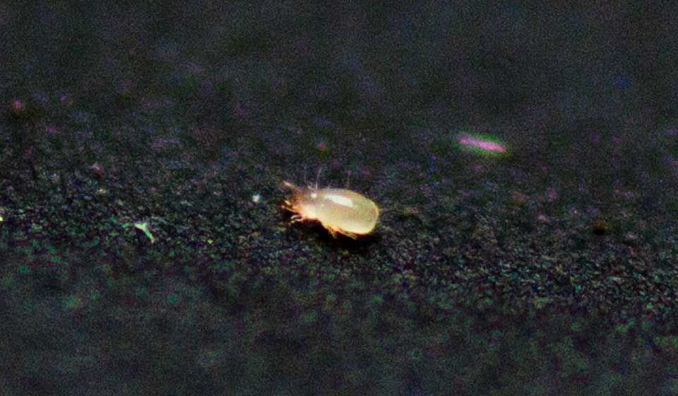 Lice and Mites Aerobeam Professional Pest Management