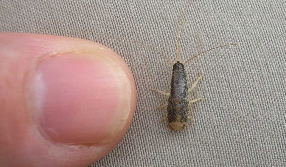 Silverfish Aerobeam Professional Pest Management