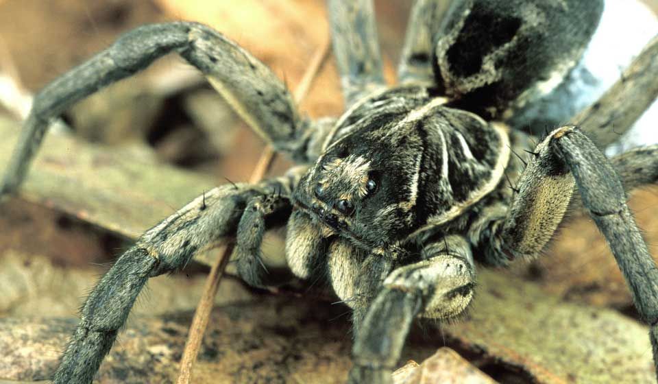 Female Wolf Spider