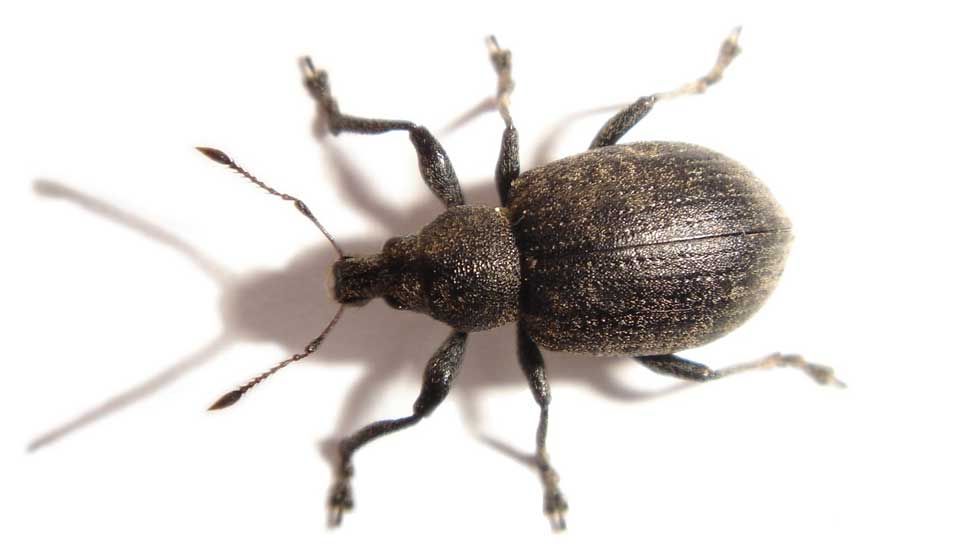Maize Weevil