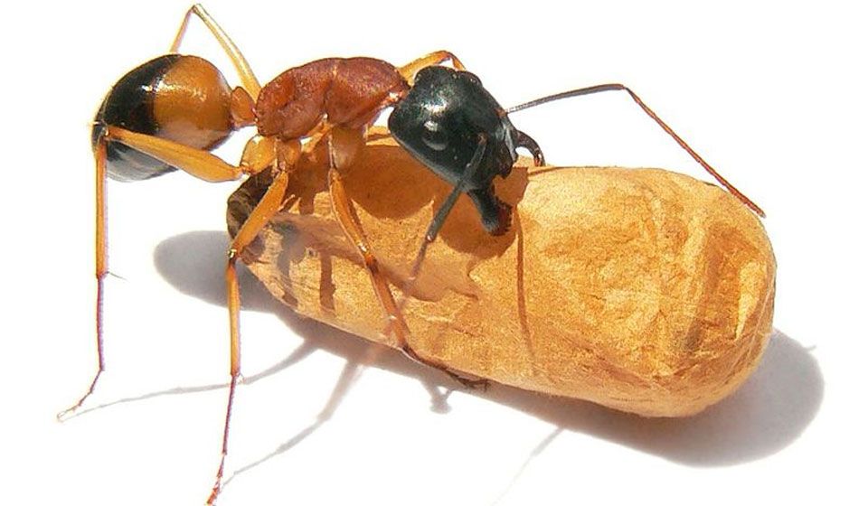 Sugar Ant (Camponotus consobrinus)