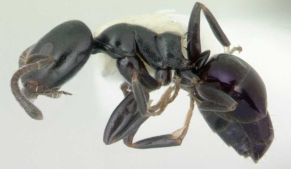 Black House Ant