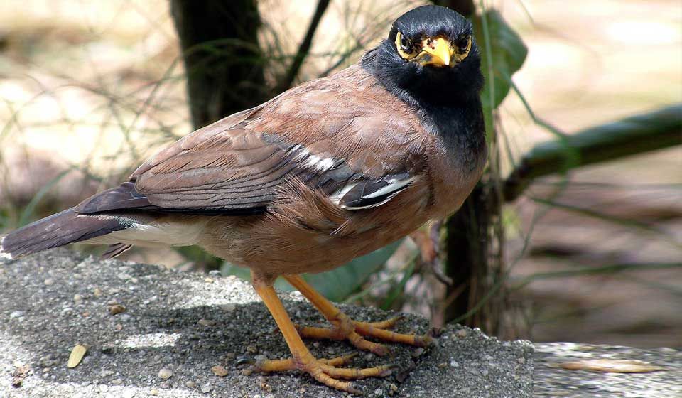 Indian Myna