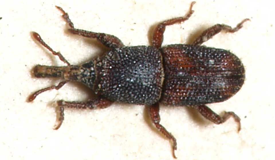 Rice Weevil