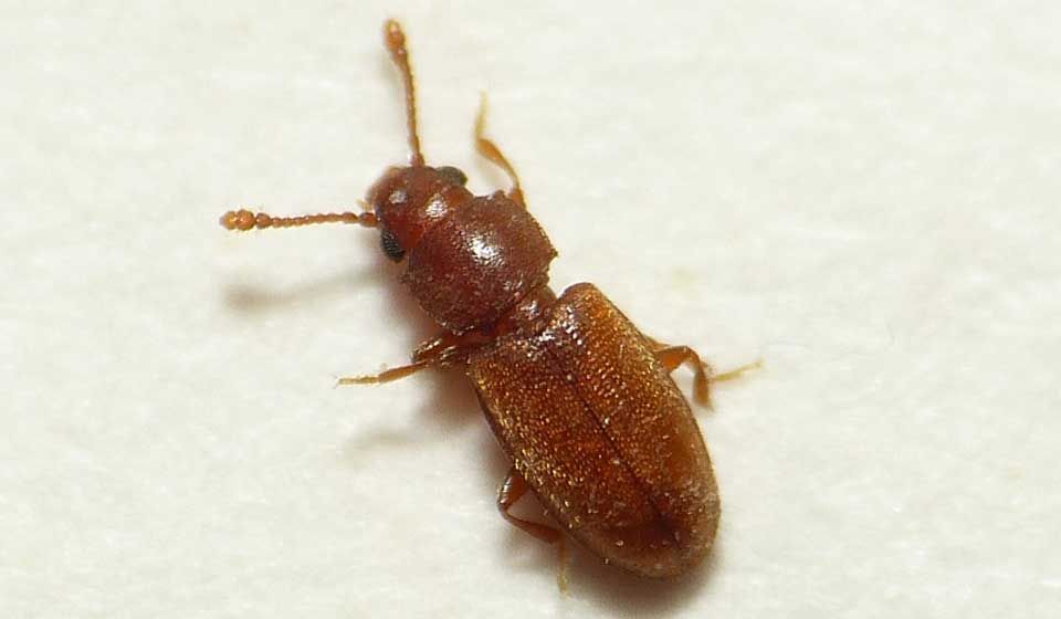 Foreign Grain Beetle 