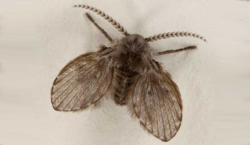 Drain Fly