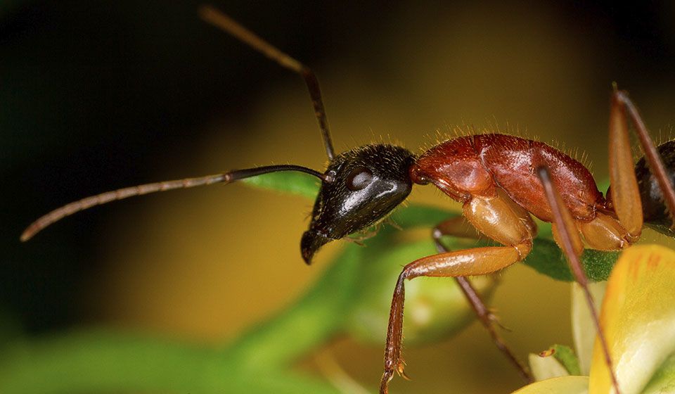 Sugar Ant (Camponotus nigriceps)