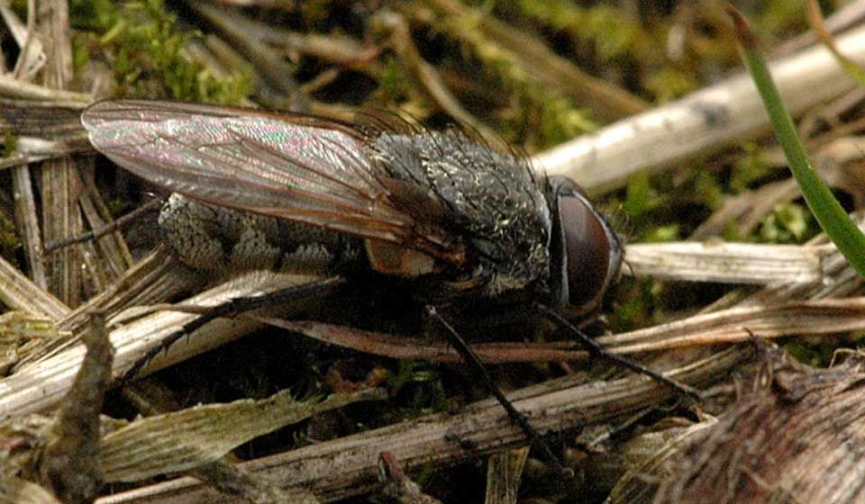 Cluster Fly