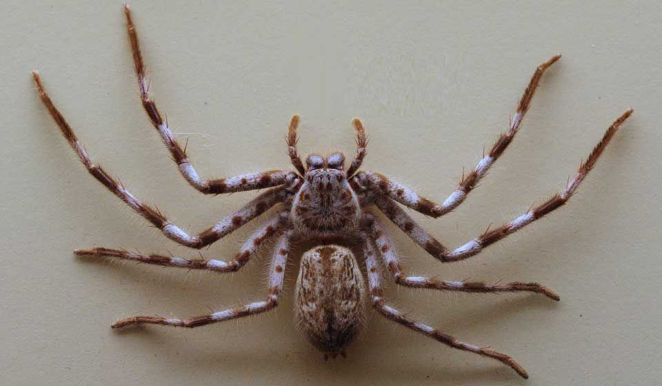 Huntsman Spider