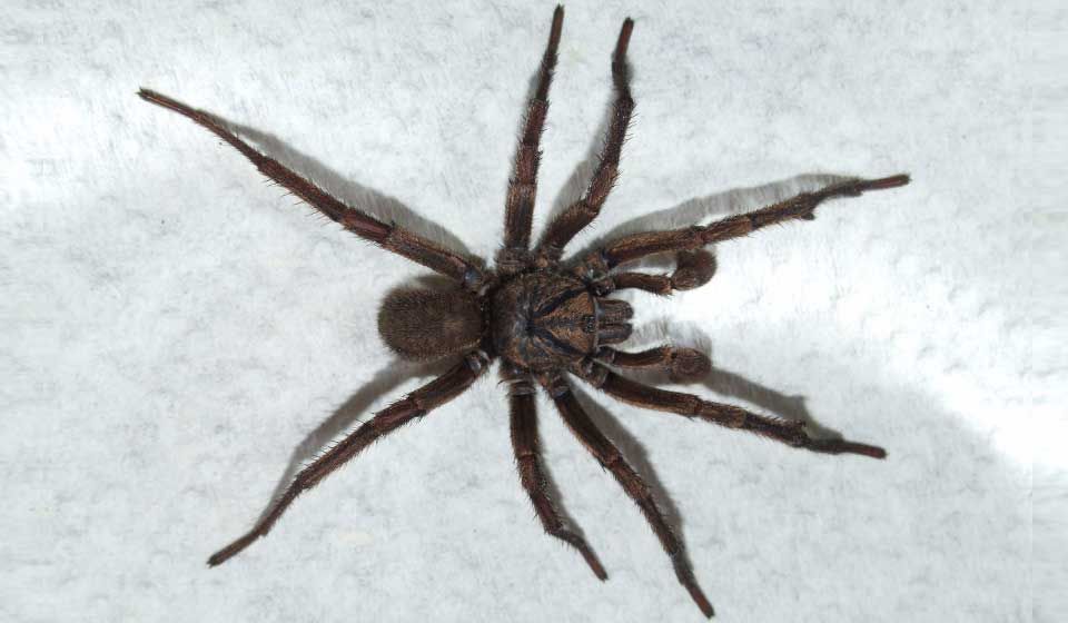 Male Trapdoor Spider 