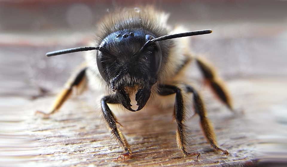 Solitary Bee