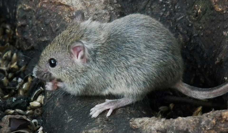 House Mouse