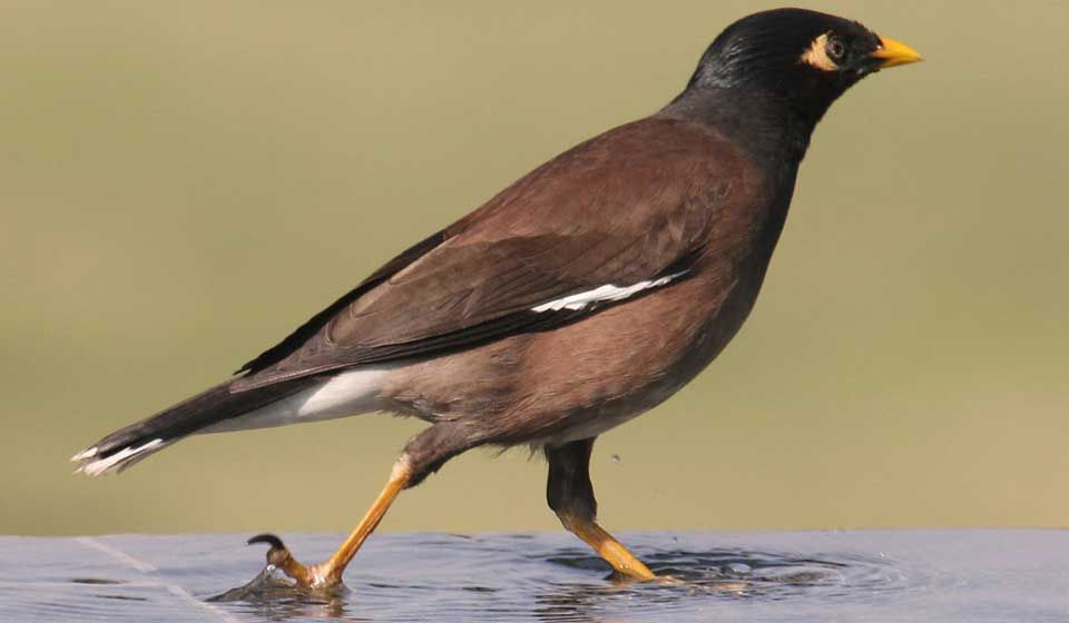 Indian Myna