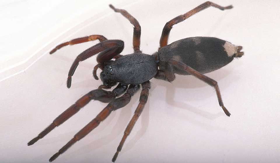 White Tail Spider 