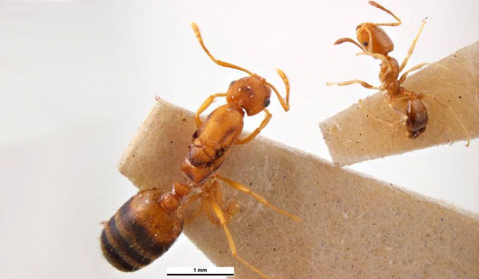 Singapore Ant 