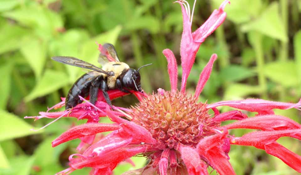 Carpenter Bee 