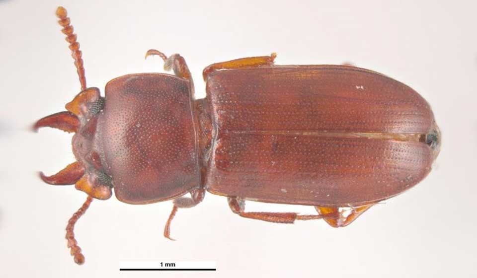 Broadhorned Flour Beetle