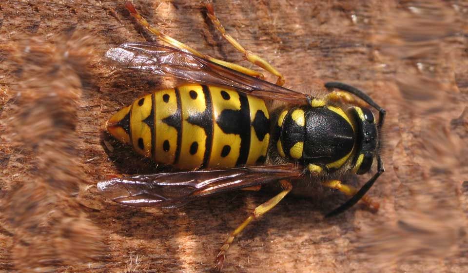 European Wasp