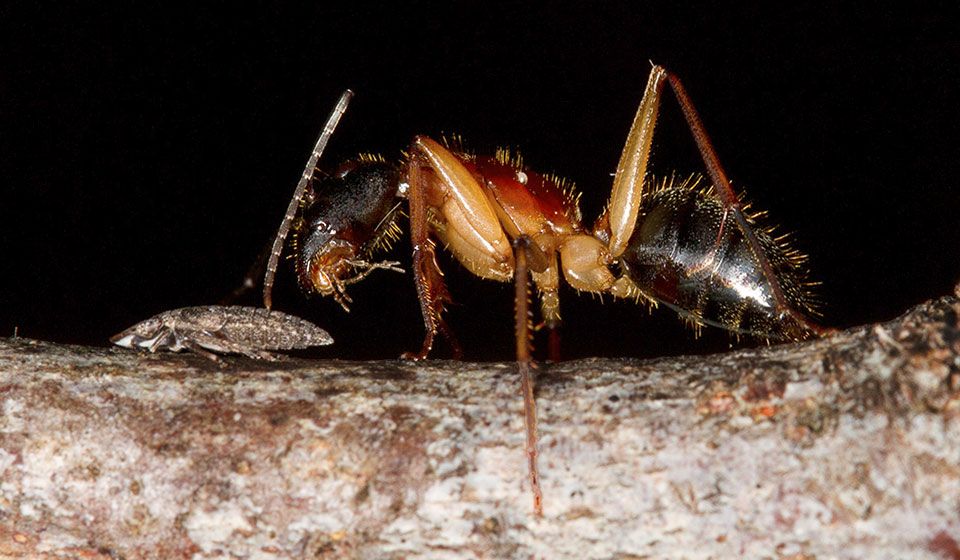 Sugar Ant (Camponotus nigriceps)