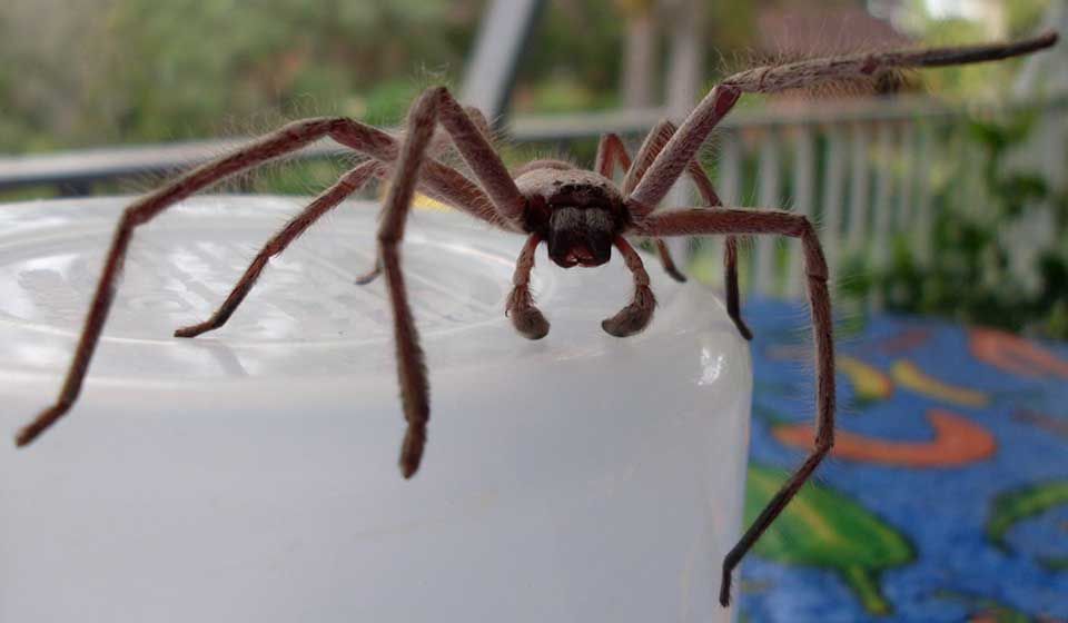 Huntsman Spider