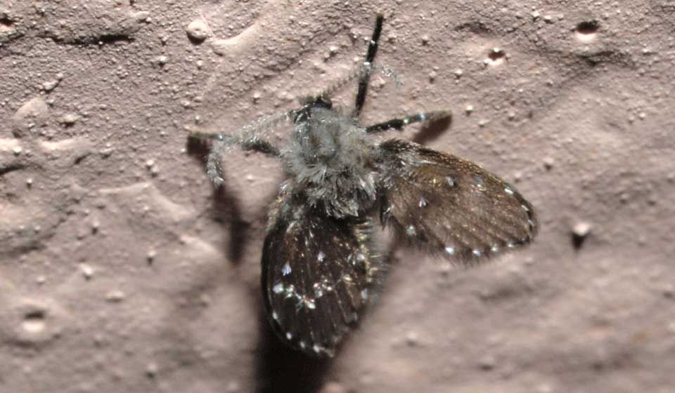 Drain Fly