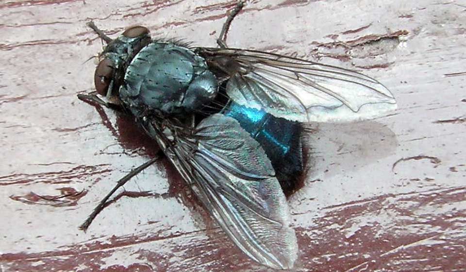 Blow (Bluebottle) Fly