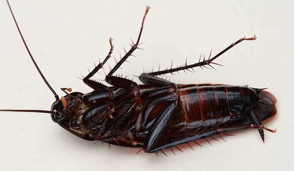 Smoky Brown Cockroach