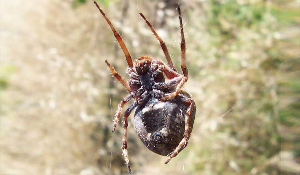 Orb Weaver Spider