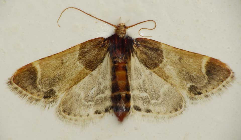 Mediterranean Flour Moth