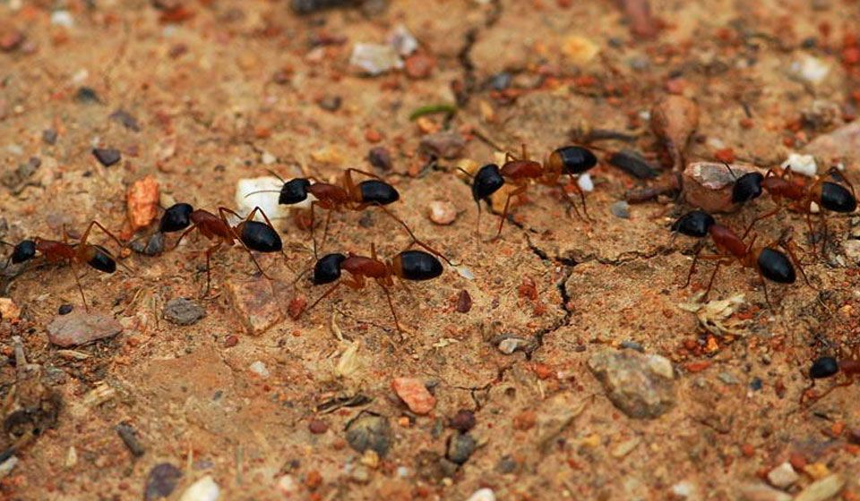 Sugar Ant (Camponotus consobrinus)