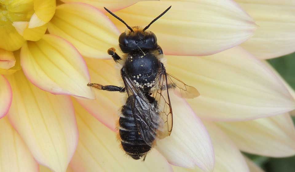 Leafcutter Bee