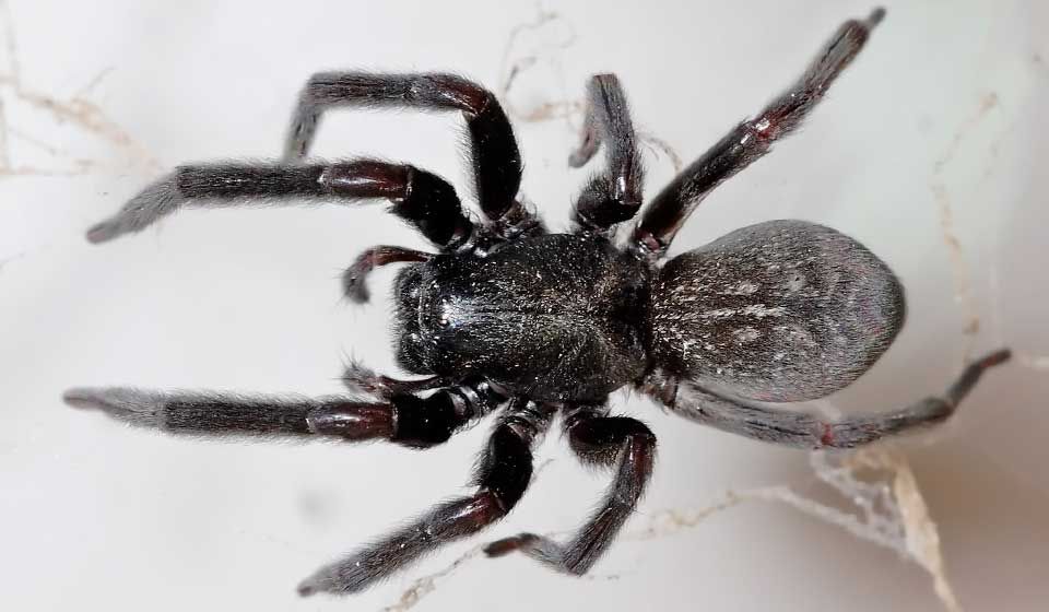 Black House Spider