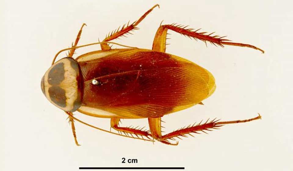 Australian Cockroach 