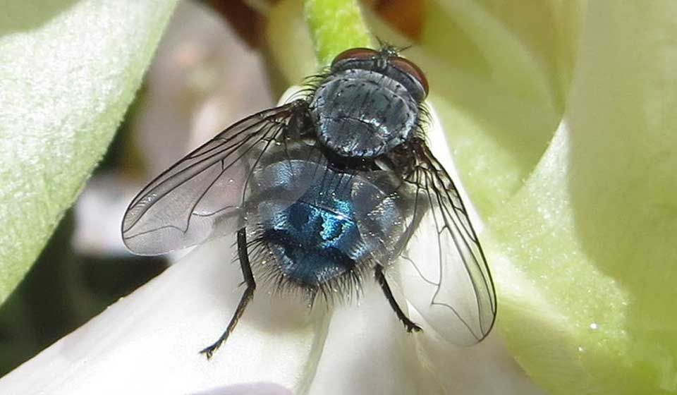 Blow (Bluebottle) Fly