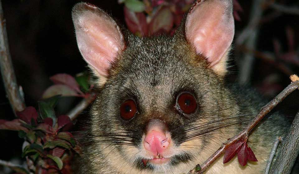 Brush-tailed Possum