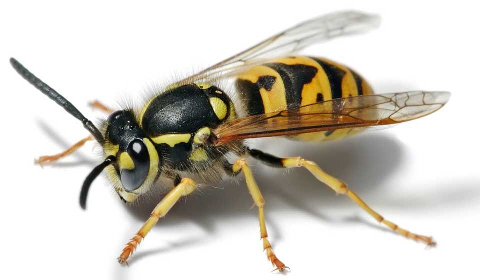 European Wasp