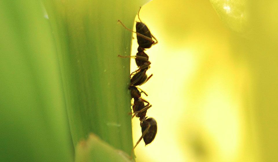 Garden Ant