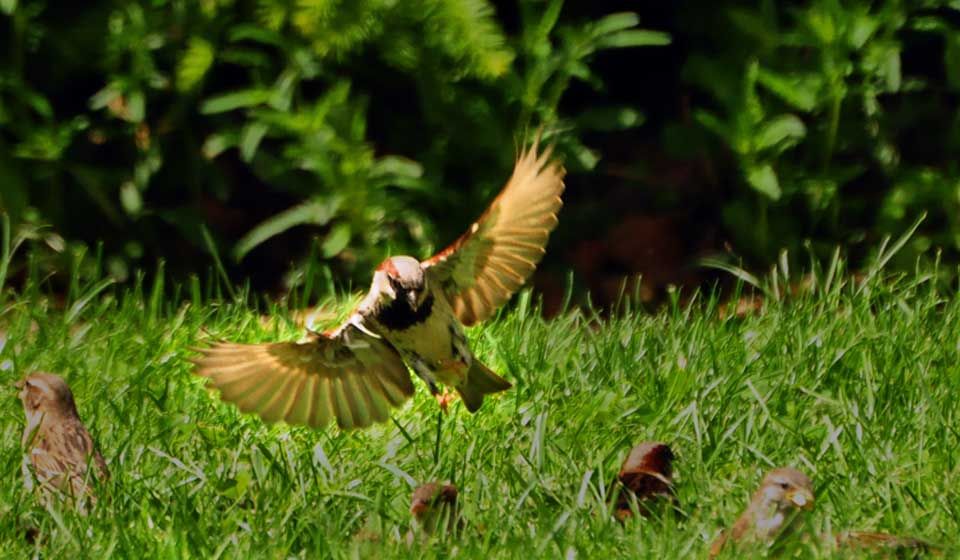 House Sparrow