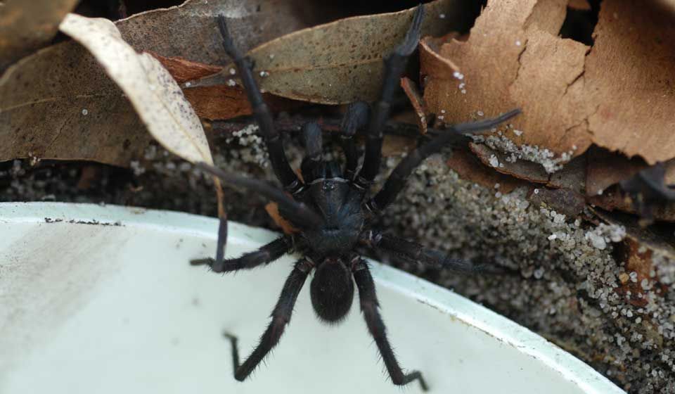 Sydney Funnel Web Spider