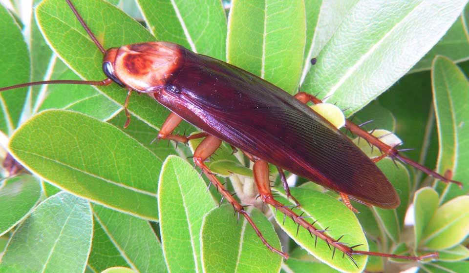 American Cockroach 