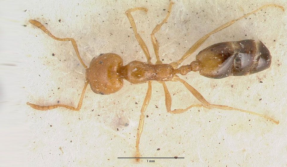 Singapore Ant 