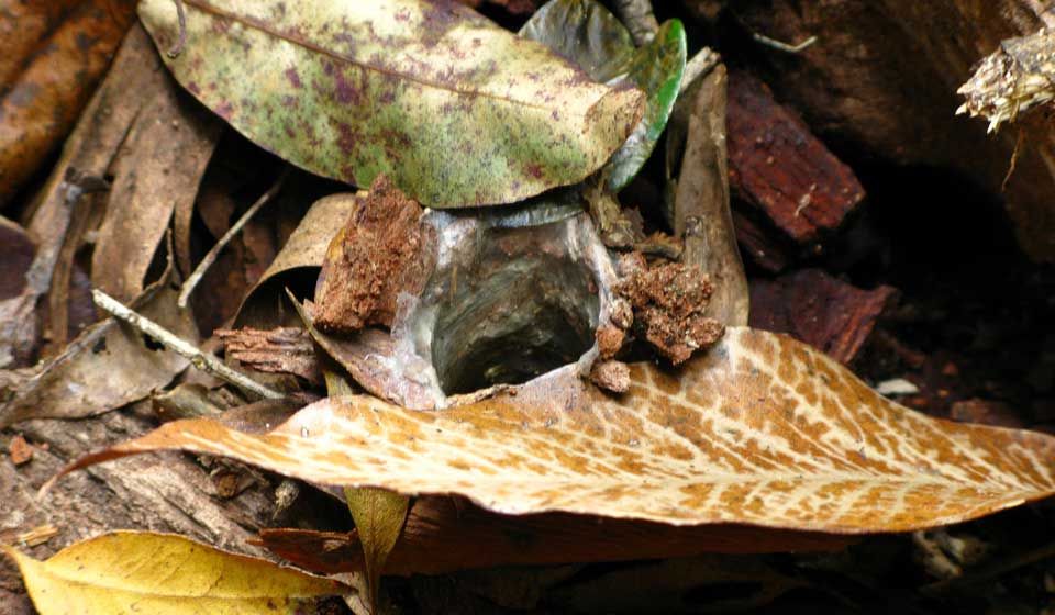 Typical Funnel Web Spider Den