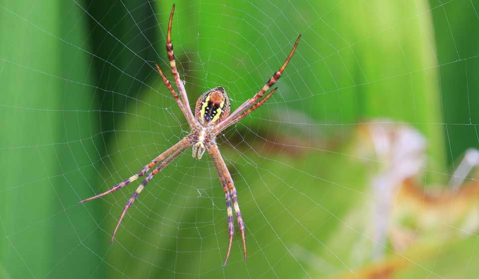  St Andrews Cross Spider 