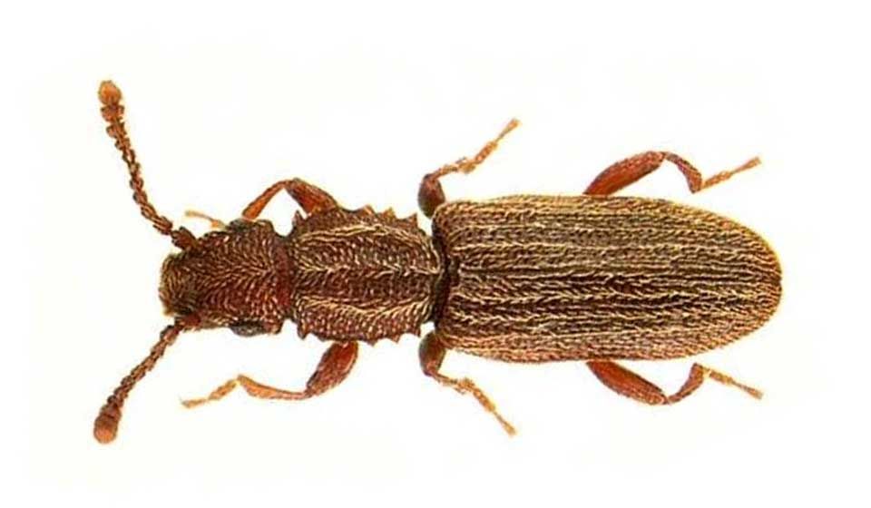 Saw Toothed Grain Beetle