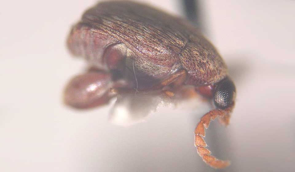 Bean Weevil