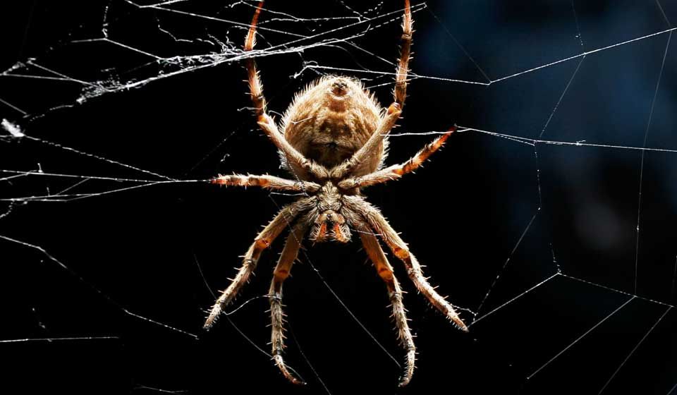 Orb Weaver Spider