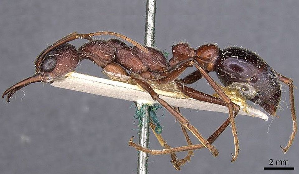 Bulldog Ant (Mymecia brevinoda)