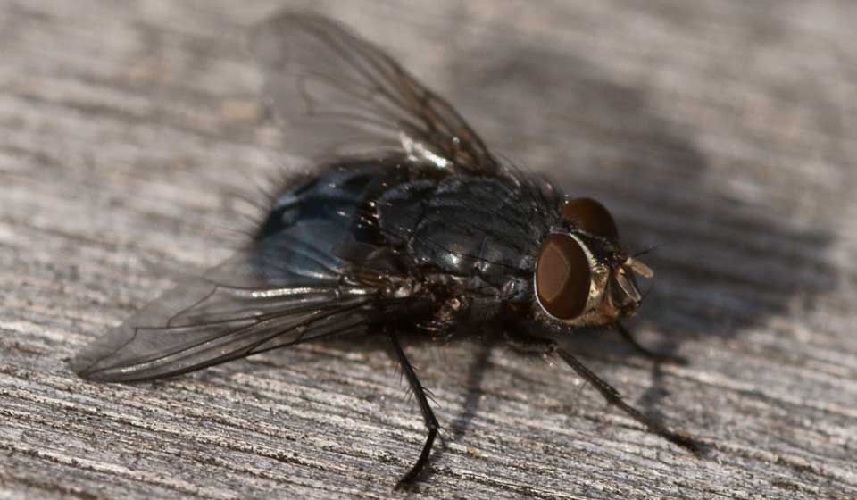 Blow (Bluebottle) Fly