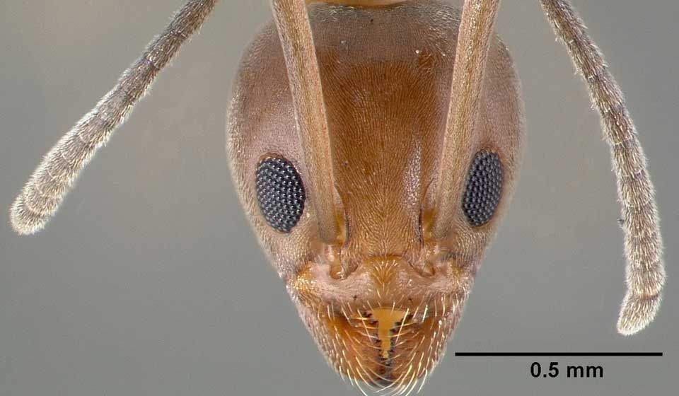 Argentine Ant 